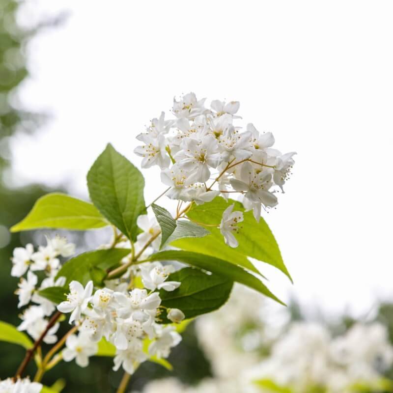 Deutzia élancée (Deutzia gracilis) - Godet - Taille 13/25cm - Pépinières Naudet - Imagen 2