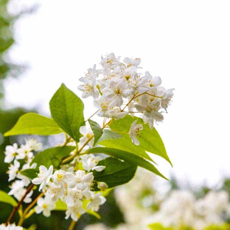 Deutzia élancée (Deutzia gracilis) - Godet - Taille 13/25cm - Pépinières Naudet - Imagen 1