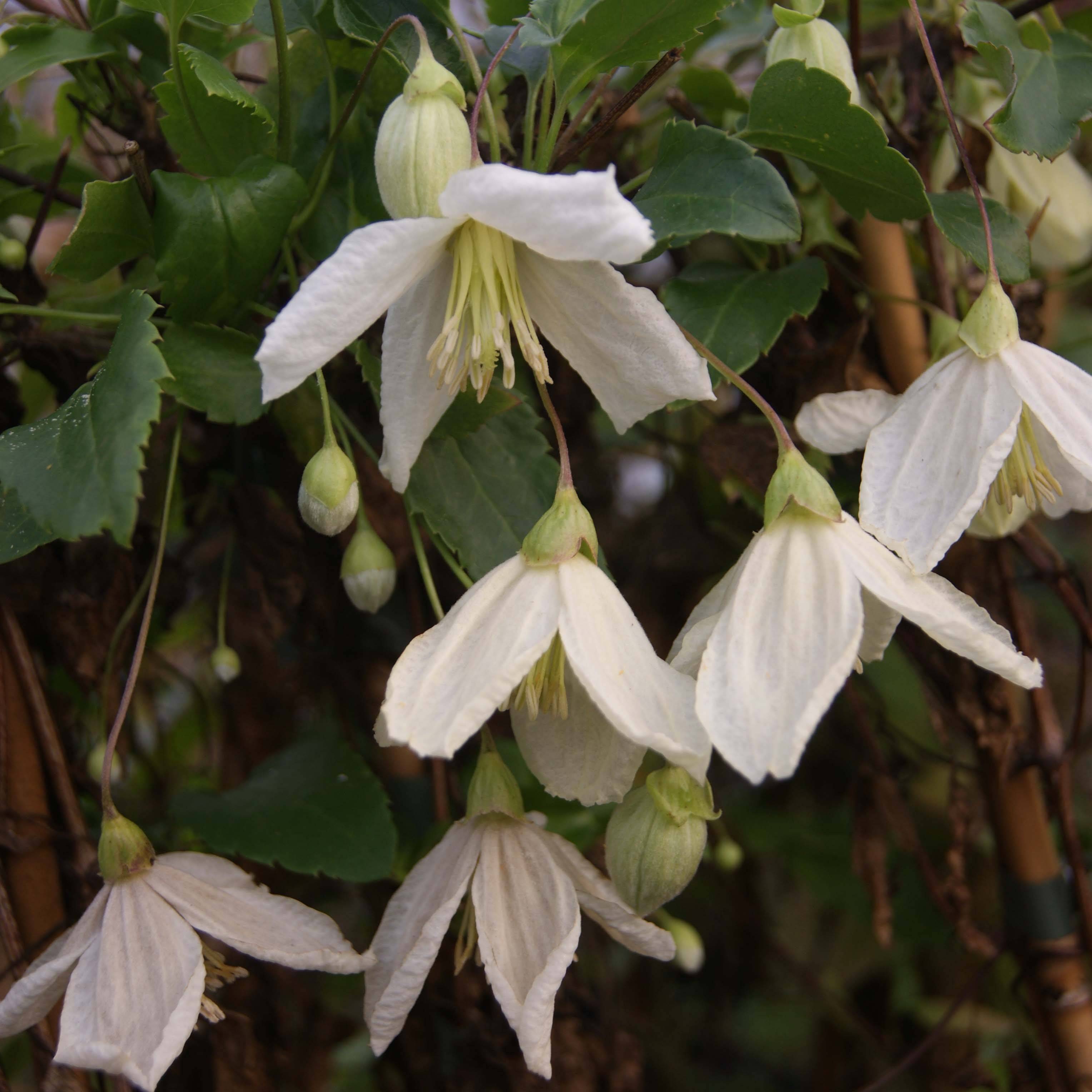 Promesse de Fleurs - Clématite - Clematis cirrhosa Jingle Bells Pot de 2L/3L