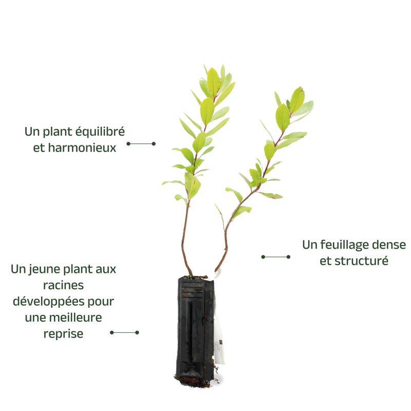 Arbousier ou Arbre aux Fraises (Arbutus Unedo) - Godet - Taille 15/30cm - Pépinières Naudet - Imagen 4
