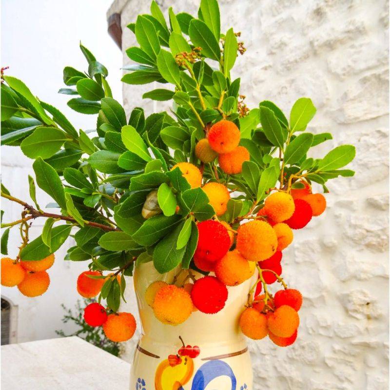 Arbousier ou Arbre aux Fraises (Arbutus Unedo) - Godet - Taille 15/30cm - Pépinières Naudet - Imagen 2