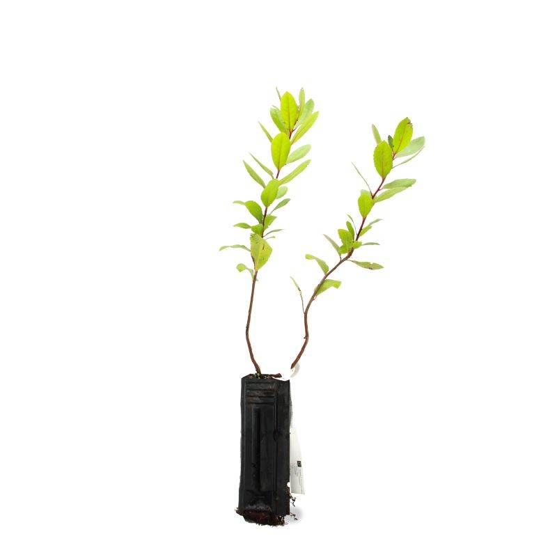 Arbousier ou Arbre aux Fraises (Arbutus Unedo) - Godet - Taille 15/30cm - Pépinières Naudet - Imagen 3