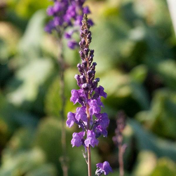 Linaria purpurea - Linaire pourpre Godet de 8/9 cm