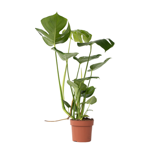 Plant In A Box - Plante à trous - Monstera deliciosa - Hauteur 50-60cm - ⌀17cm - Image 1