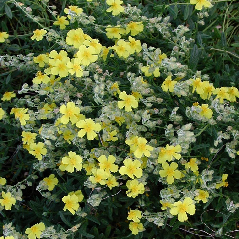 Helianthemum nummularium - Hélianthème commun Godet de 8/9 cm