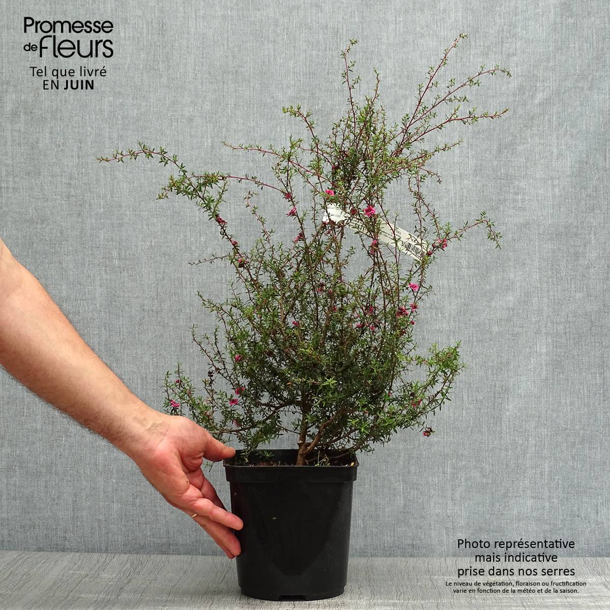 Promesse de Fleurs - Leptospermum  Wiri Kerry - Arbre à thé Pot de 2L/3L - Image 2
