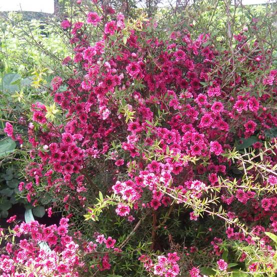 Promesse de Fleurs - Leptospermum Wiri Kerry - Arbre à thé Pot de 2L/3L - Image 1