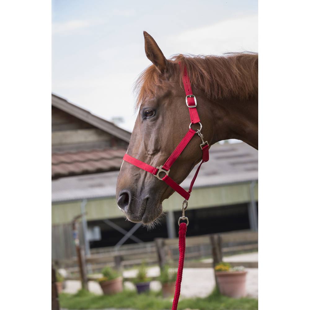 Ensemble licol et longe 'Club' rouge pour cheval - Imagen 1