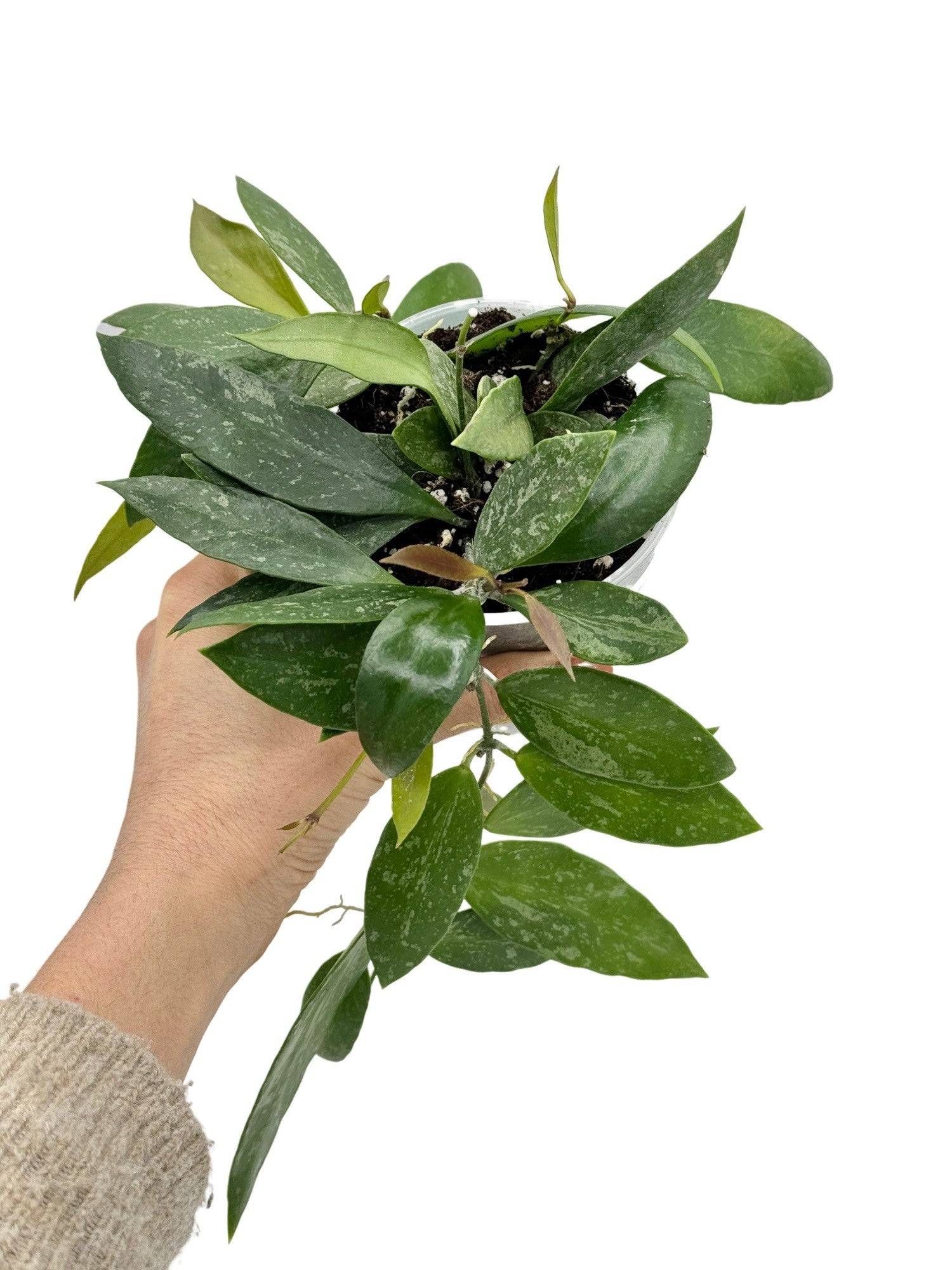 Hoya Memoria - Pot de 9cm - Plantes d'intérieur
