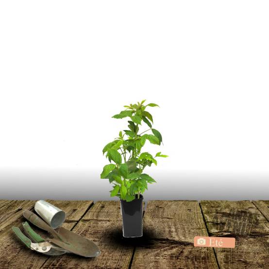 Framboisier Magnific Delbard® 'Delmes' - Moyen rendement - Pot de 5L - Touffe - De 1,00 m à 1,50 m - Image 7