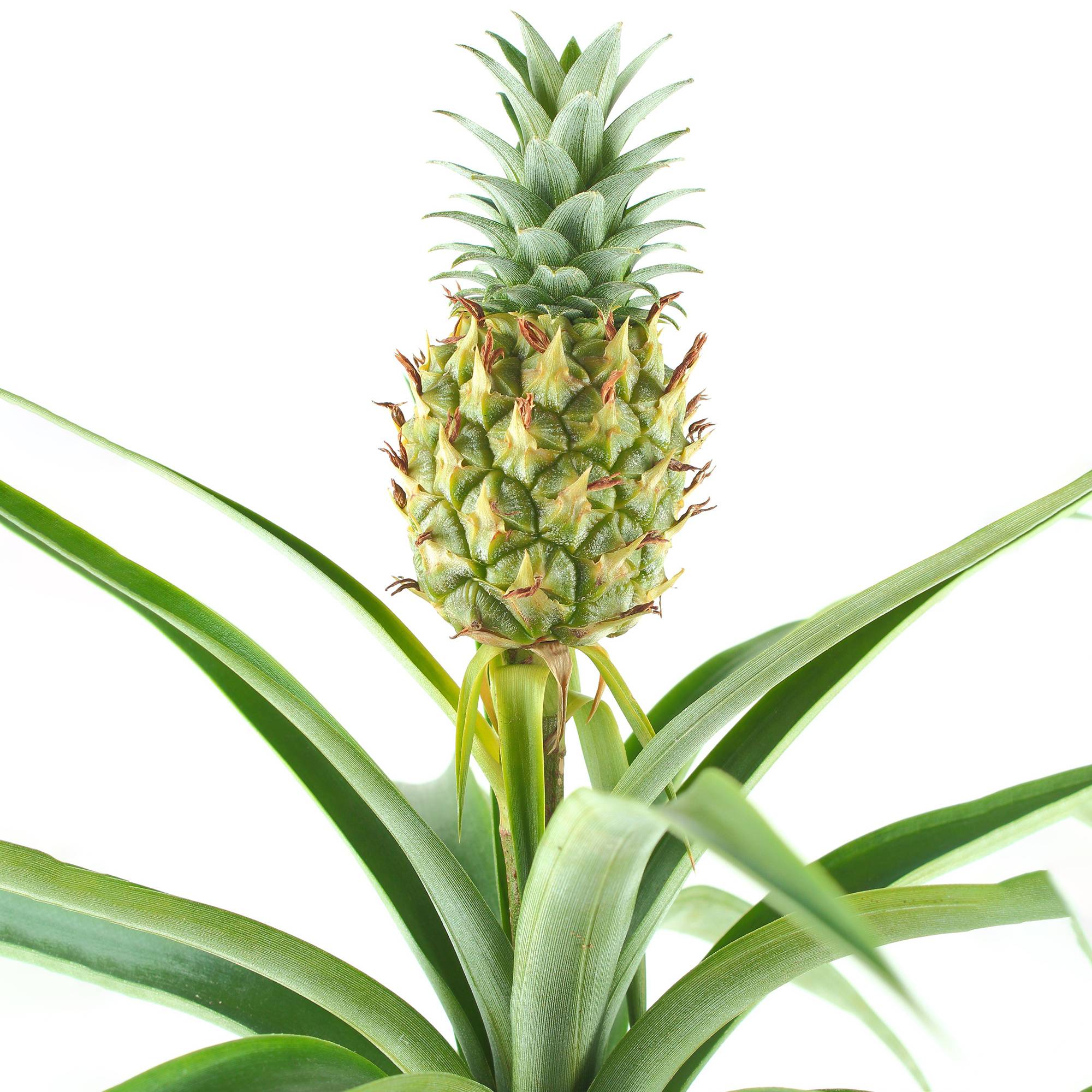 Gardenersdream - 1 X Ananas Comosus Amigo – Plante D’Ananas | 35-45 Cm Plante D’Intérieur Cadeau En Pot - GardenersDream - Imagen 1