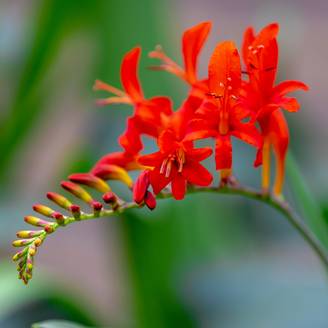 Crocosmia Lucifer - Montbretia rouge écarlate Godet de 8/9 cm