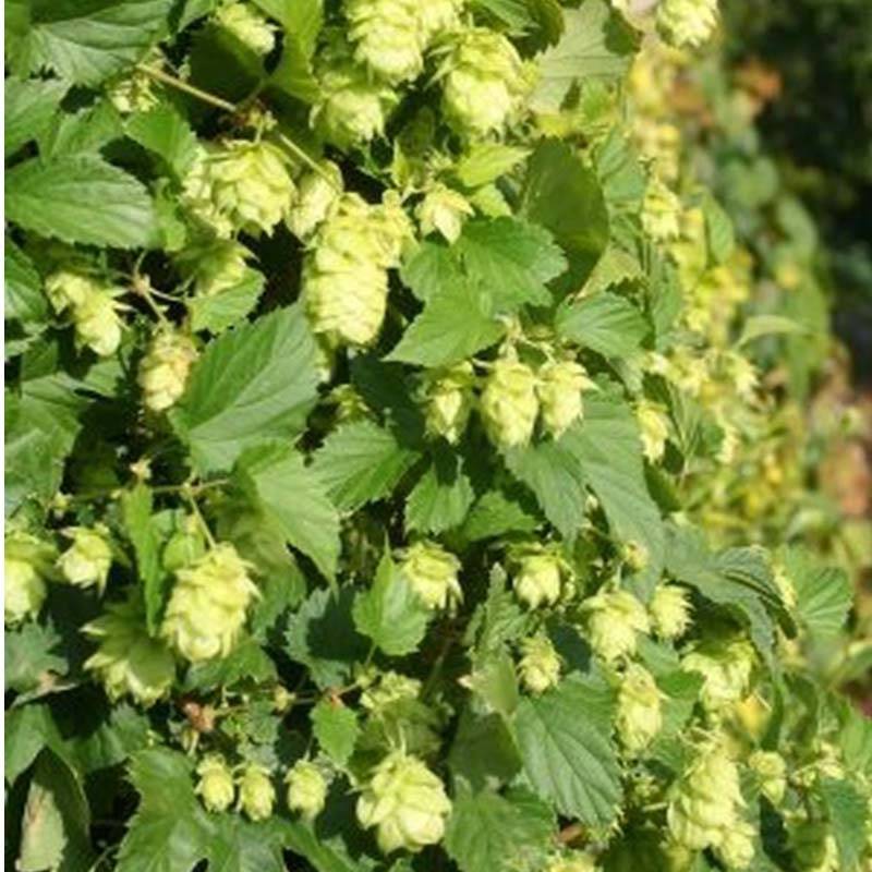 Humulus lupulus Nordbrau - Houblon femelle  Pot de 1,5L/2L