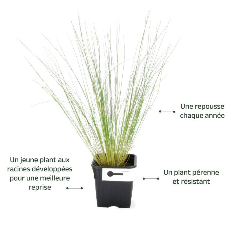 3 Cheveux d'Ange (Stipa Tenuifolia) - Lot de 3 graminées - Pépinières Naudet - Image 3