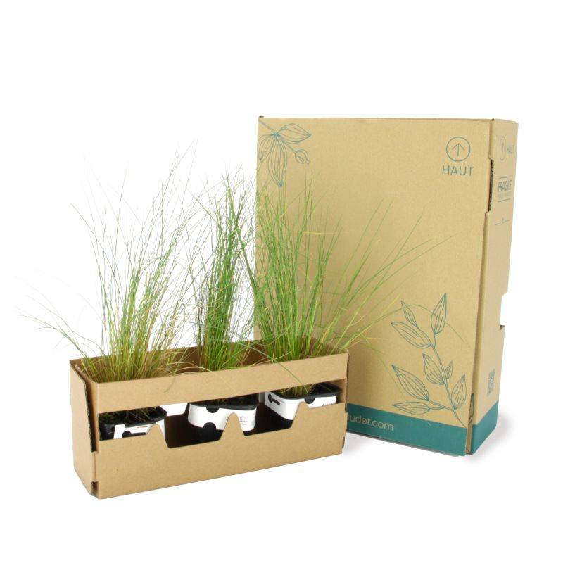 3 Cheveux d'Ange (Stipa Tenuifolia) - Lot de 3 graminées - Pépinières Naudet - Image 5