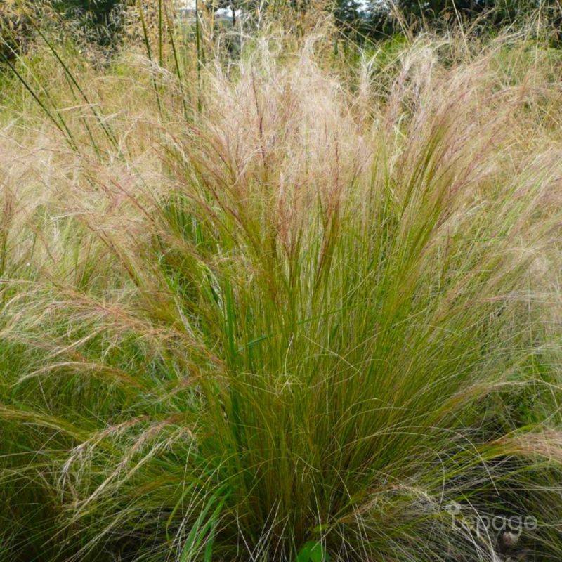 3 Cheveux d'Ange (Stipa Tenuifolia) - Lot de 3 graminées - Pépinières Naudet