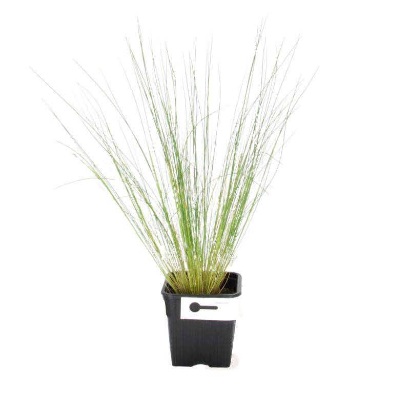 3 Cheveux d'Ange (Stipa Tenuifolia) - Lot de 3 graminées - Pépinières Naudet - Image 2