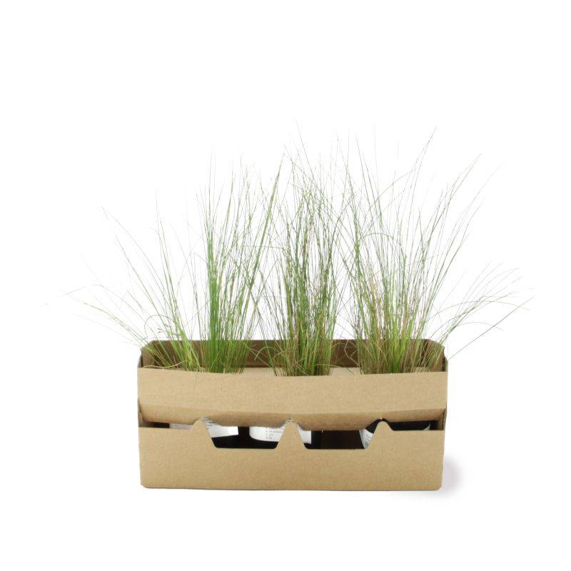 3 Cheveux d'Ange (Stipa Tenuifolia) - Lot de 3 graminées - Pépinières Naudet - Image 4