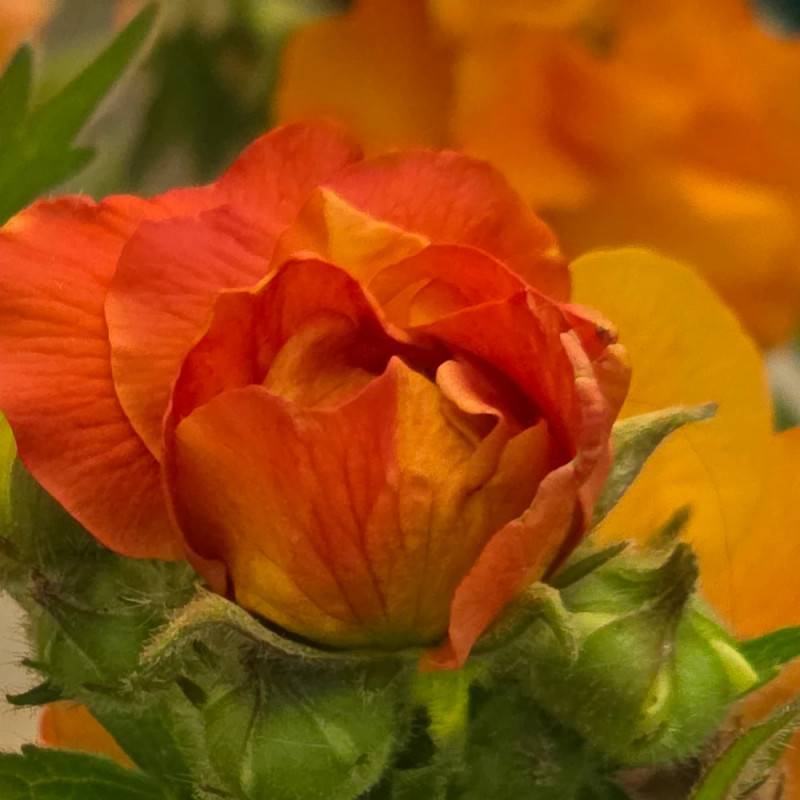 Benoîte Fire Stom® à fleurs Orange/ - feuillage Caduc - Godet - 5/20 cm - Imagen 2