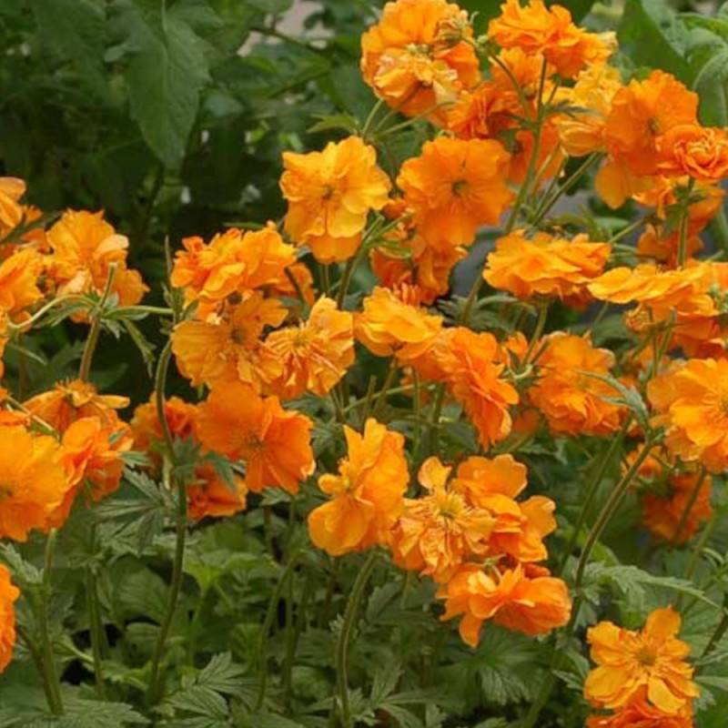 Benoîte Fire Stom® à fleurs Orange/ - feuillage Caduc - Godet - 5/20 cm - Imagen 1
