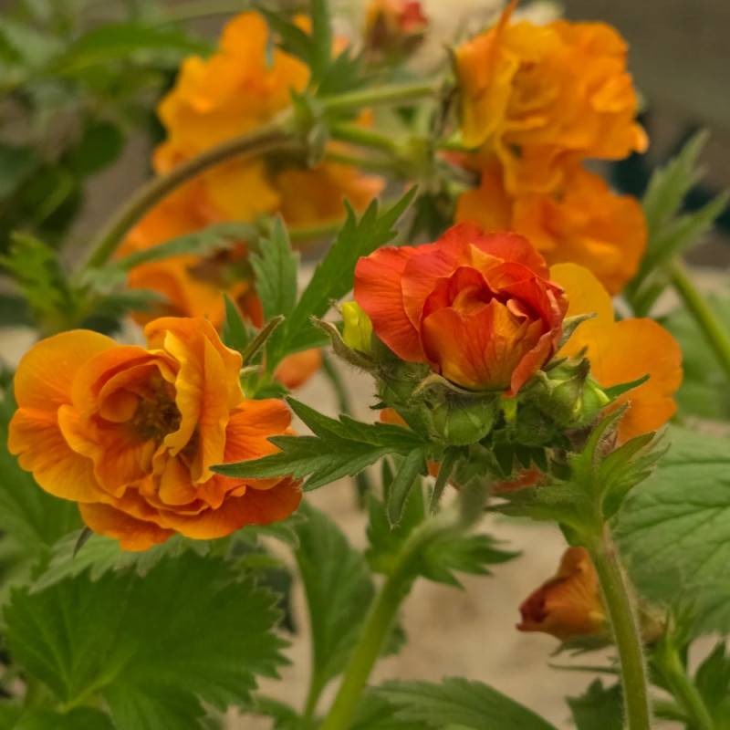 Benoîte Fire Stom® à fleurs Orange/ - feuillage Caduc - Godet - 5/20 cm - Imagen 3