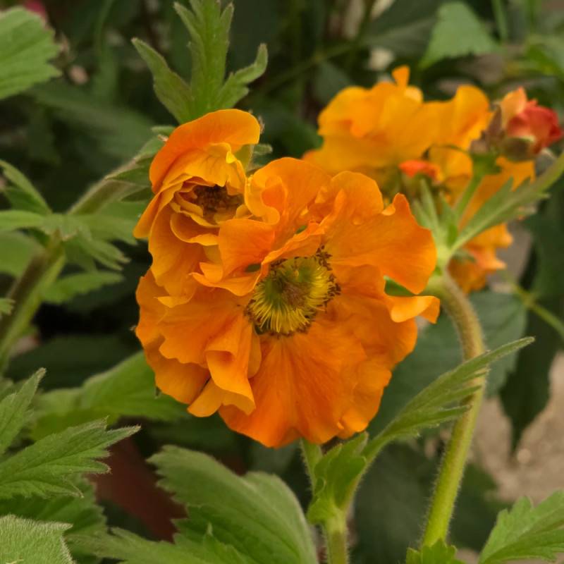 Benoîte Fire Stom® à fleurs Orange/ - feuillage Caduc - Godet - 5/20 cm - Imagen 4