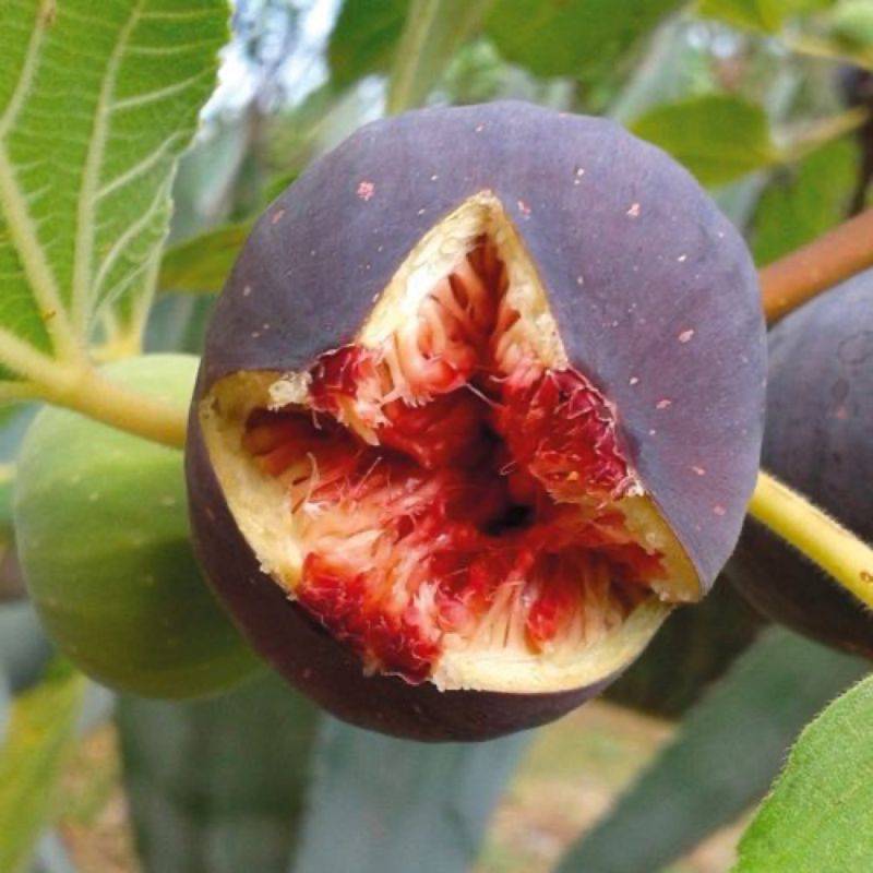 Figuier 'Candy black' (Ficus carica 'Candy black') - Conteneur 3L - Pépinières Naudet - Imagen 1