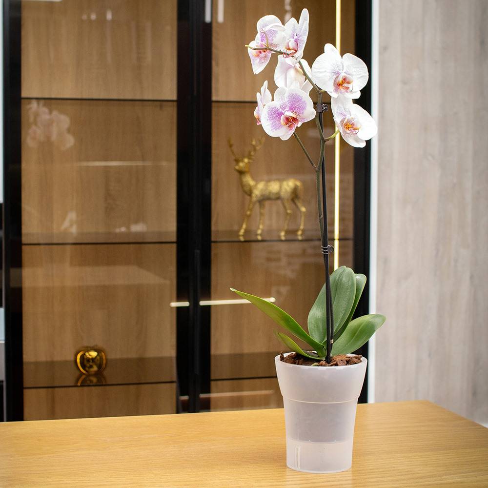 Gt Garden - Lot de 3 pots pour orchidées avec réserve d'eau - Dali-dea transparent 2 litres - GT GARDEN - Imagen 5