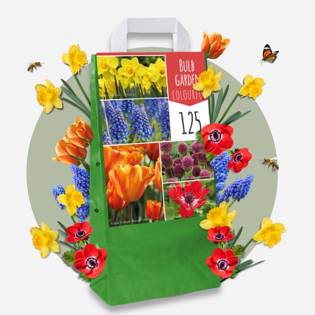 Plant In A Box - Mélange de bulbes pour le jardin - Set de 250 - Image 2