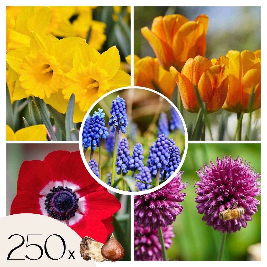 Plant In A Box - Mélange de bulbes pour le jardin - Set de 250 - Image 1
