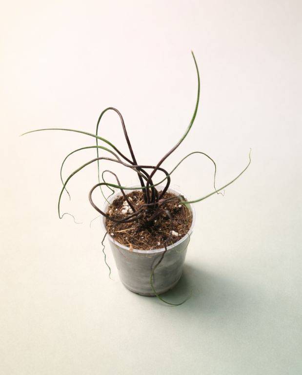 Alocasia Flying Squid Small D. 9cm H. 15cm - Plante d'intérieur - IndoorPoppies - Image 1