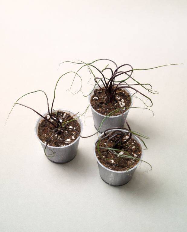 Alocasia Flying Squid Small D. 9cm H. 15cm - Plante d'intérieur - IndoorPoppies - Image 2