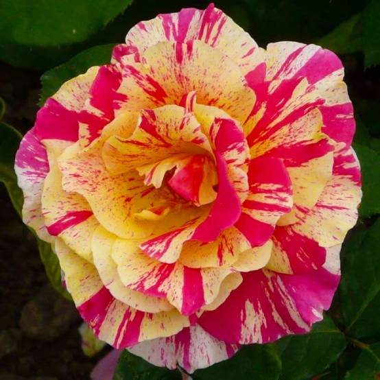 Rosier Grimpant 'Vanille Fraise' ® (Rosa 'Vanille Fraise' ®) - Racines nues - Grimpant 60 à 80cm - Pépinières Naudet