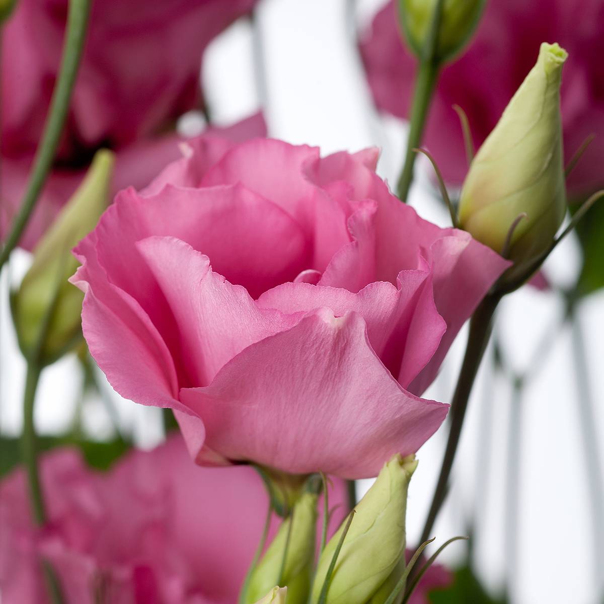Graines de Lisianthus F1 Cessna Rose III (graines enrobées) le sachet de 20 graines environ