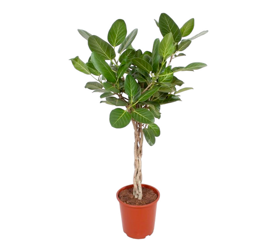 Ficus Benghalensis Audrey 120cm - Plante d'intérieur- La Green Touch - Image 1