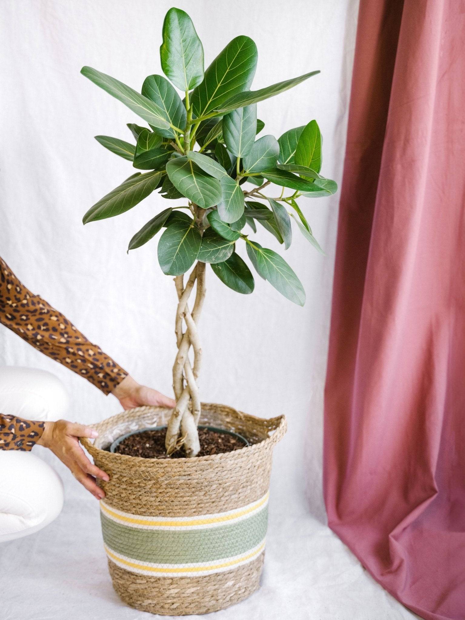 Ficus Benghalensis Audrey 120cm - Plante d'intérieur- La Green Touch - Image 2