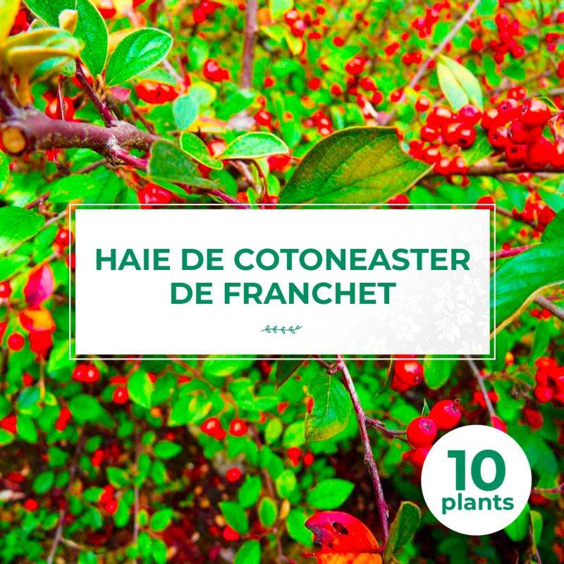 10 Cotoneasters de Franchet (Cotoneaster Franchetii) - Haie de Cotoneaster de Franchet -  - Pépinières Naudet