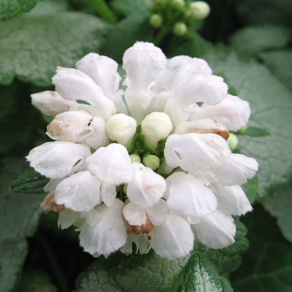 Lamium maculatum White Nancy - Lamier blanc Godet de 8/9 cm