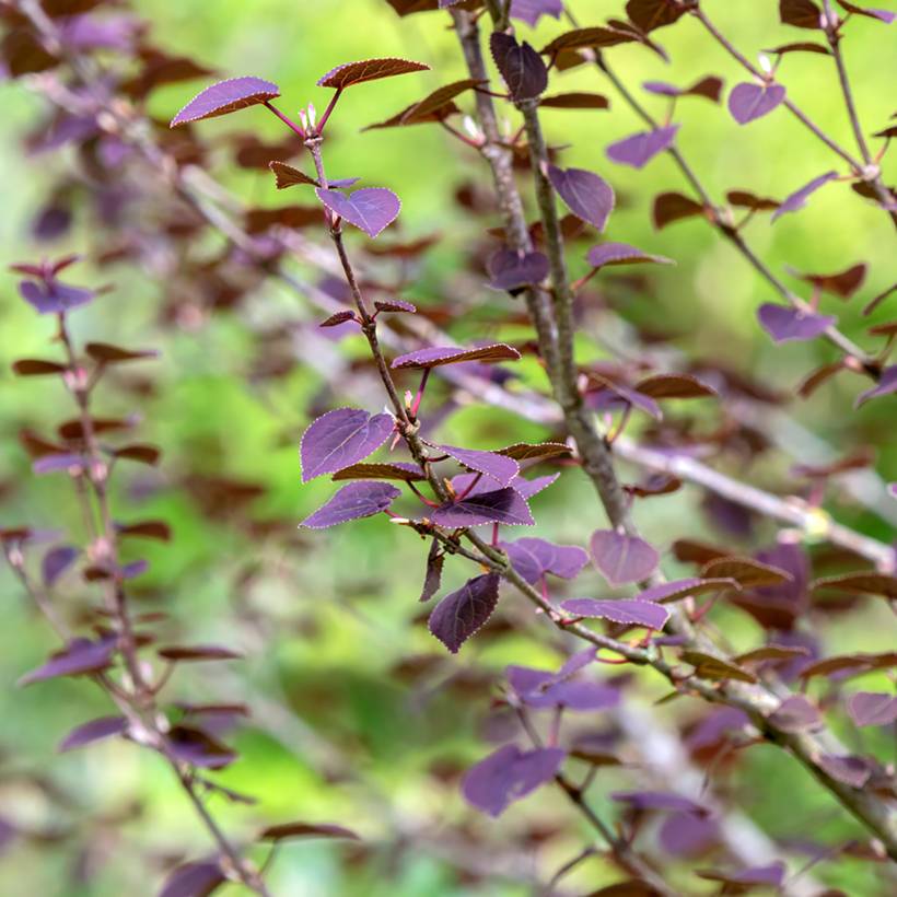 Promesse de Fleurs - Arbre au caramel - Cercidiphyllum japonicum Rotfuchs Pot de 4L/5L - Image 1
