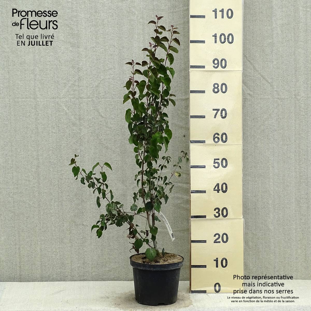 Promesse de Fleurs - Arbre au caramel - Cercidiphyllum japonicum Rotfuchs Pot de 4L/5L - Image 2
