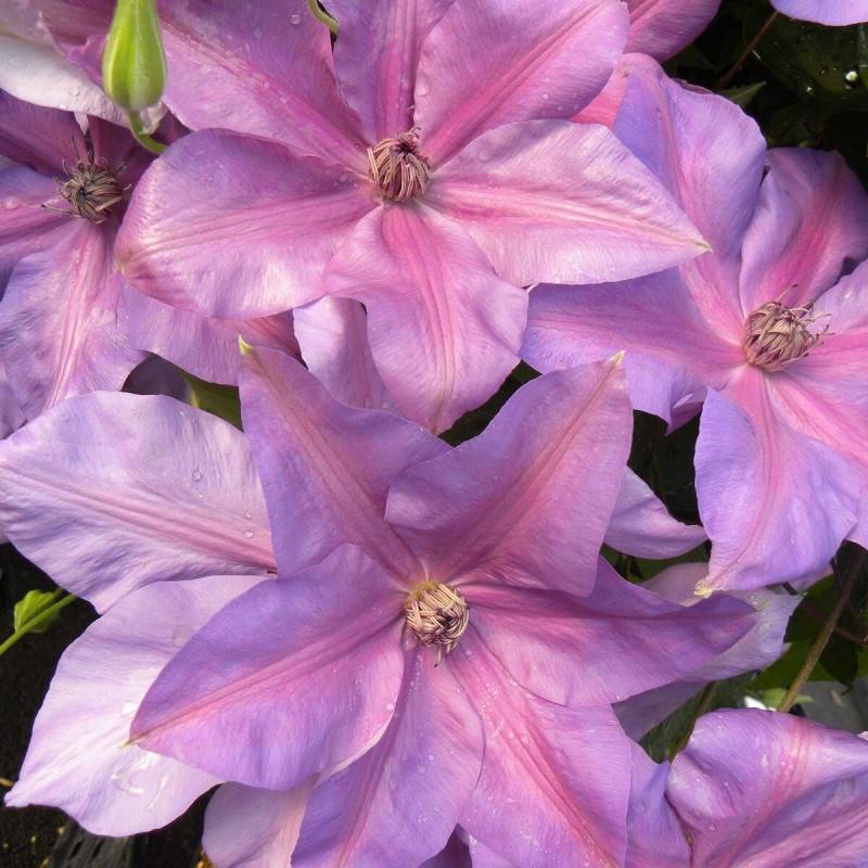 Clématite Shimmer™ 'Evipo028' à fleurs Rose - feuillage Caduc - Pot de 3L - Echelle bambou 60/120 cm-  hauteur à maturité De 3,00 m à 5,00 m - Imagen 5