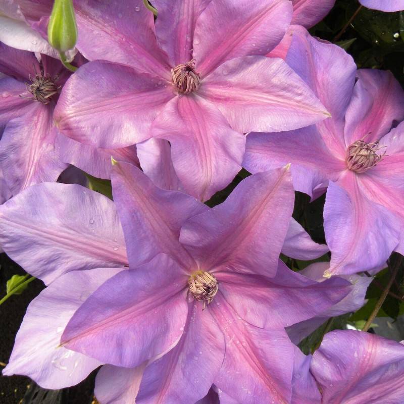 Clématite Shimmer™ 'Evipo028' à fleurs Rose - feuillage Caduc - Pot de 3L - Echelle bambou 60/120 cm- hauteur à maturité De 3,00 m à 5,00 m - Image 1