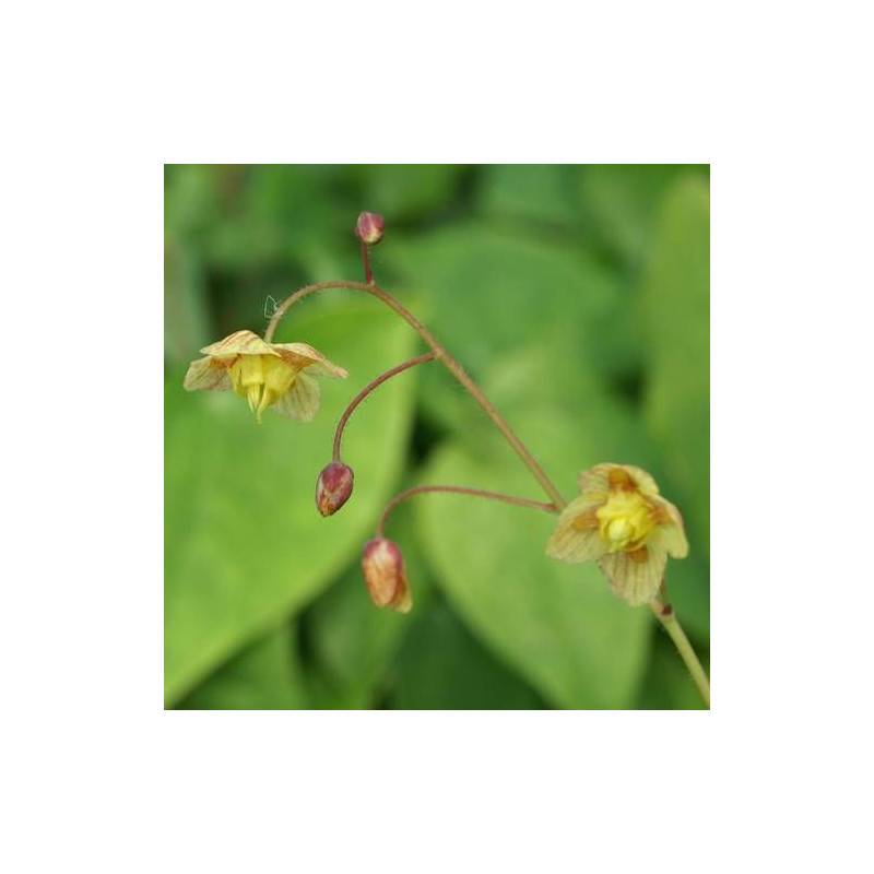 Fleur des Elfes Black Sea, Epimedium à fleurs Jaune/ - feuillage Persistant - Godet - 5/20 cm - Imagen 2