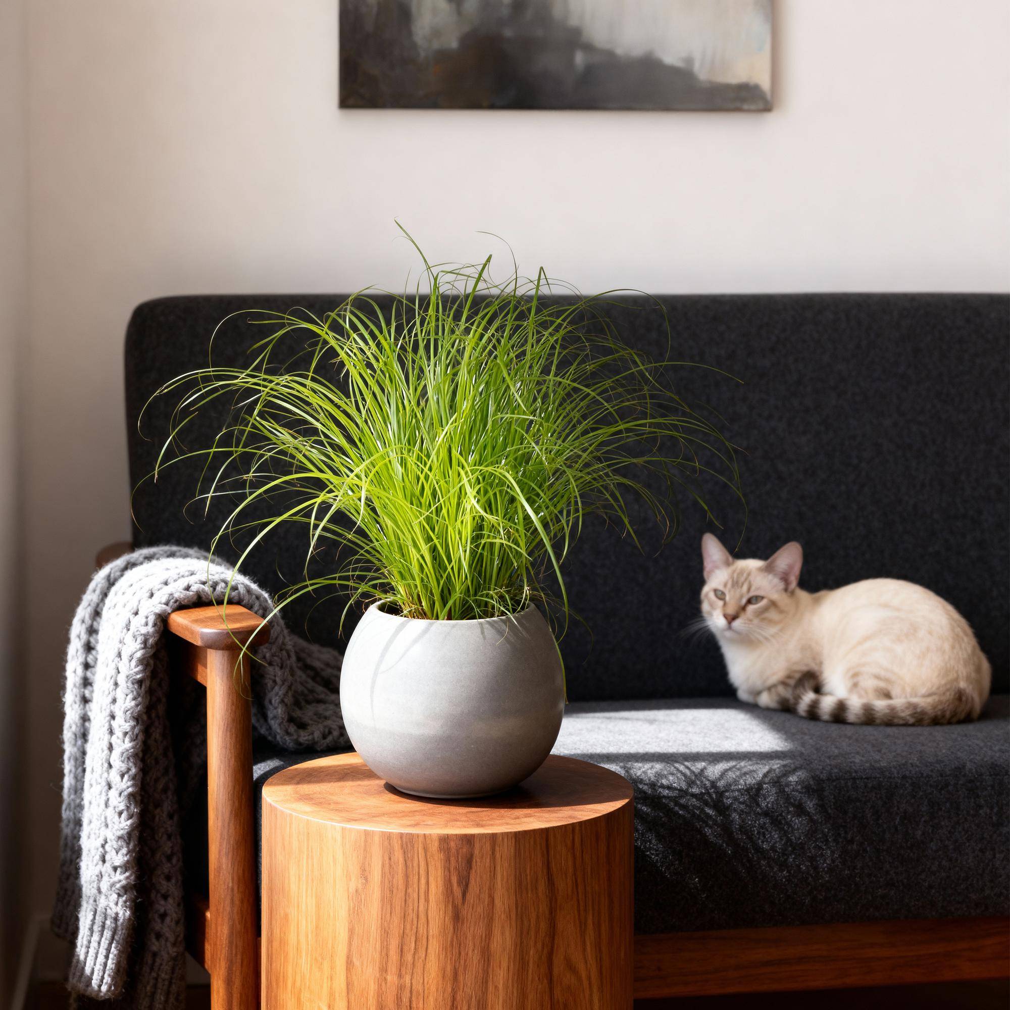 Herbe à Chat