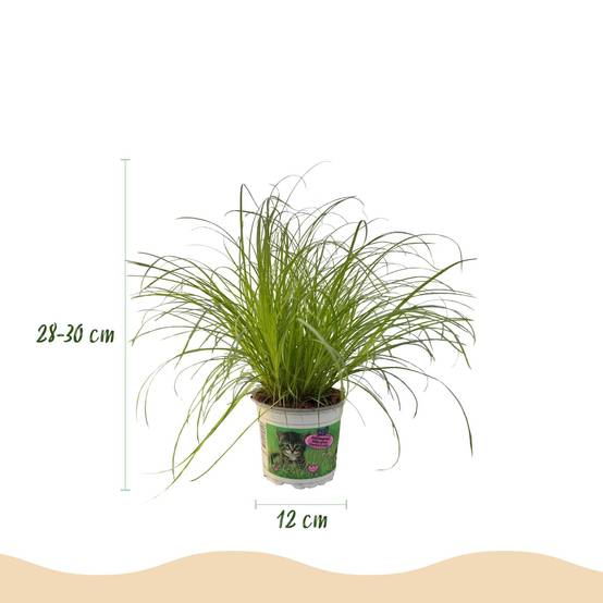 Herbe à Chat - Image 4