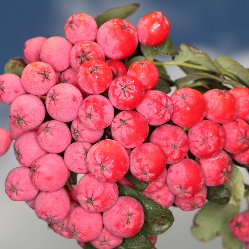 Promesse de Fleurs - Sorbier hybride - Sorbocotoneaster pozdnjakovii Pot de 4L/5L