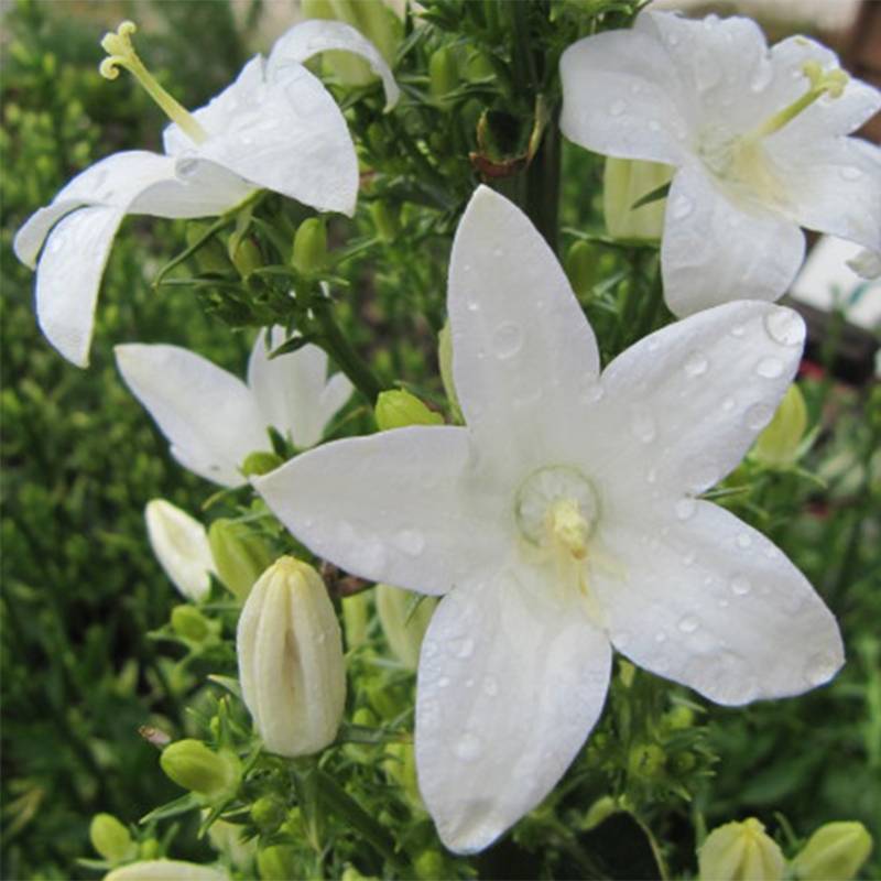 Promesse de Fleurs - Campanule pyramidalis Alba - Campanule pyramidale blanche Pot de 2L/3L