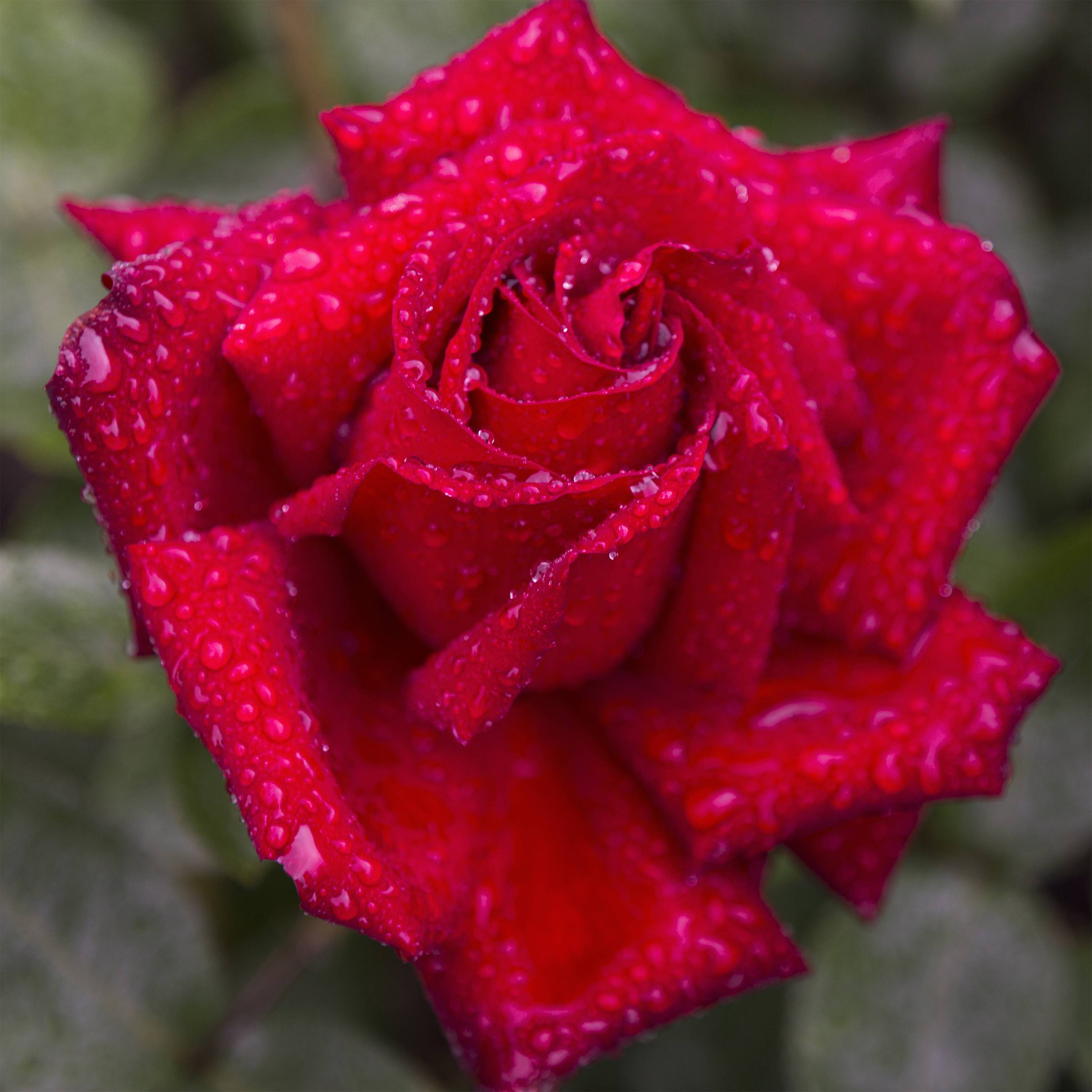 Promesse de Fleurs - Rosier à grandes fleurs Ingrid Bergman Racines nues en motte