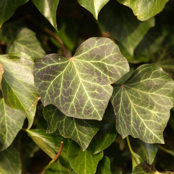 Promesse de Fleurs - Lierre commun - Hedera helix Woerner Godet de 8/9 cm