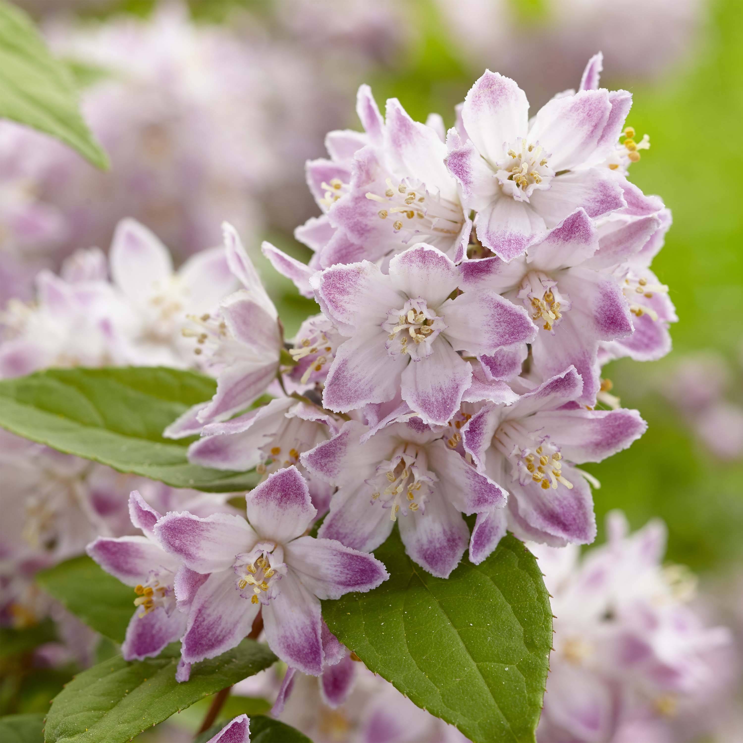 Deutzia hybride Raspberry Sundae - Deutzie Pot de 7,5L/10L - Image 1